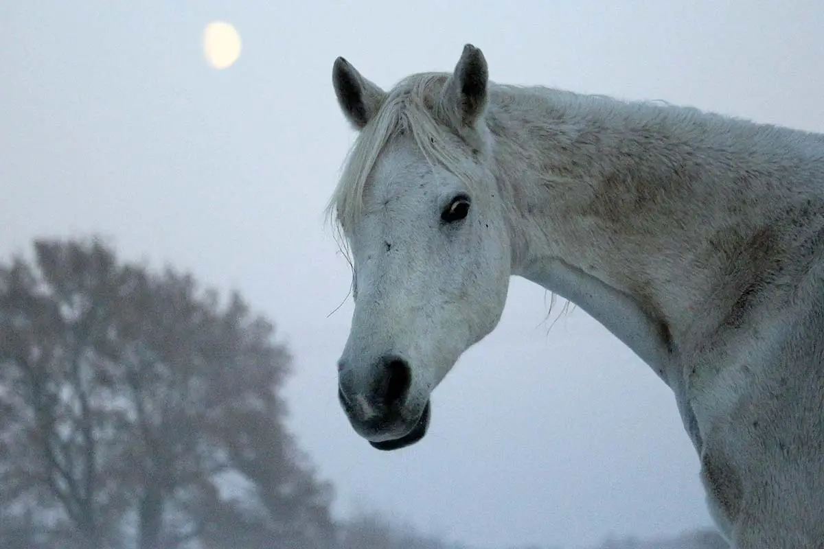 constipation cheval en hiver
