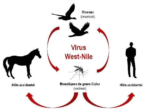 cycle de transmission du virus west nile chez le cheval