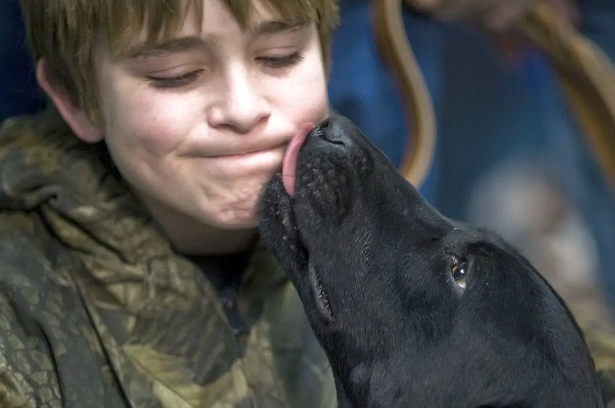 mon chien ne fait que me lécher, que faire