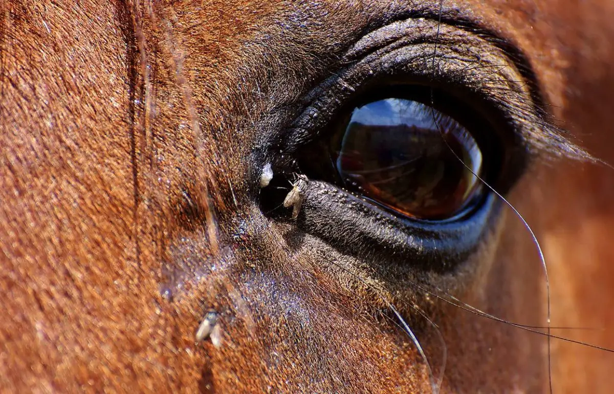fièvre du nil occidental chez le cheval comment traiter naturellement