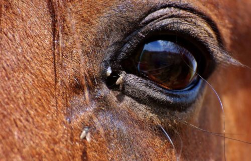 fièvre du nil occidental chez le cheval comment traiter naturellement