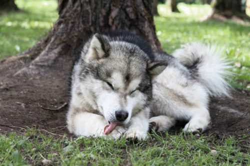 remedes naturels pou la folliculite du chien