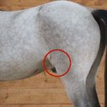 Problèmes d'articulation du cheval : Le grasset