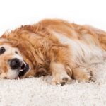 Maladie de Cushing chez le chien : conseils et traitements