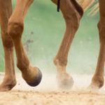 Maladie naviculaire du cheval - est-elle trop diagnostiquée chez les équidés ?