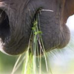 Introduction aux Minéraux Essentiels pour la Santé du Cheval