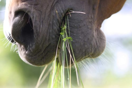 les minéraux importants dans l'alimentation du cheval