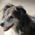 Oreilles du chien : Des solutions naturelles pour le cérumen des chiens