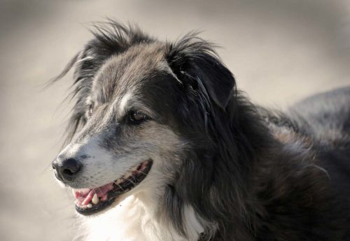 nettoyer le cérumen dans oreilles du chien