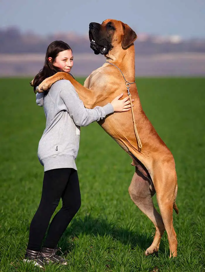 osteochondrose chien grande race