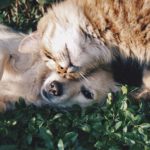 Pancréatite chez le chat et le chien : Traitements et prévention