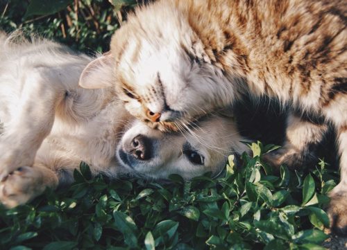 pancréatite chez le chat et le chien remèdes et prevention