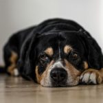 Pica : le stress chez le chien