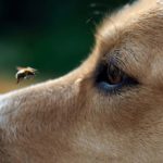 Comment reconnaître le choc anaphylactique chez les chiens