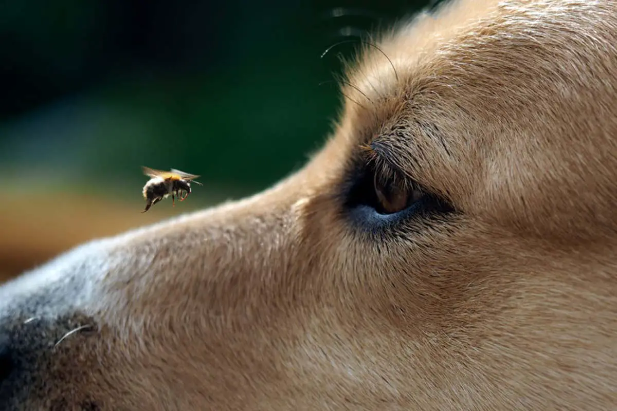 reconnaitre un choc anaphylactique chez lue chien