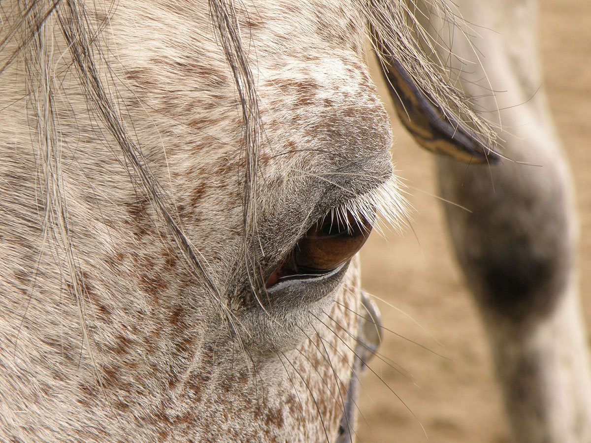 traitements au diméthyl sulfoxyde chez le cheval