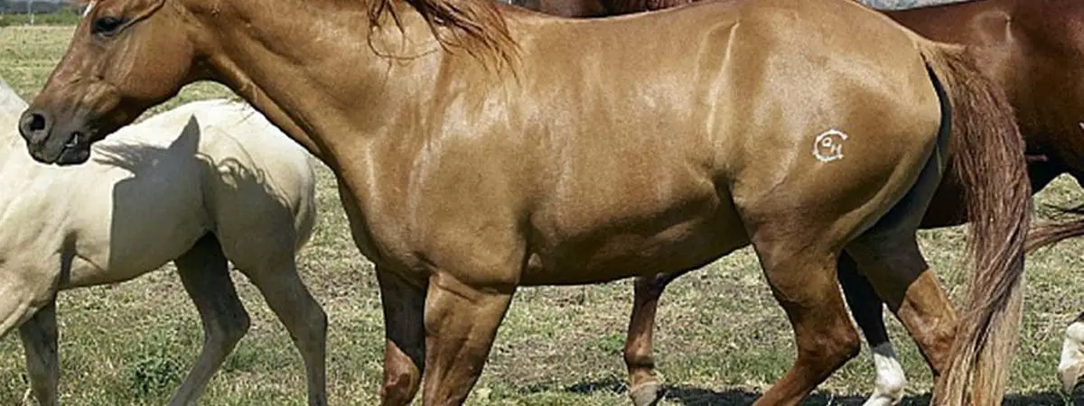troubles du mouvement chez le cheval