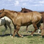 Comprendre les troubles du mouvement chez le cheval