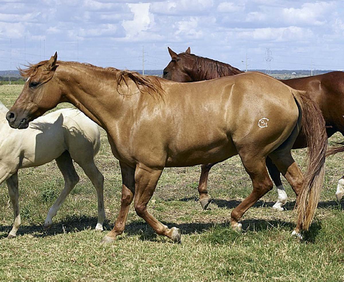 troubles du mouvement chez le cheval