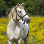 Vie des chevaux : Ulcères du cheval, un problème d'estomac équin très courant