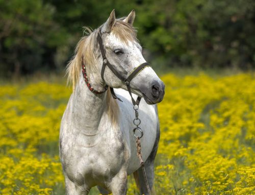 ulcère du cheval : informations conseils et prévention