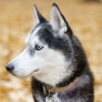 Races de chiens : Comment détecter une dysplasie de la hanche chez le Husky ?
