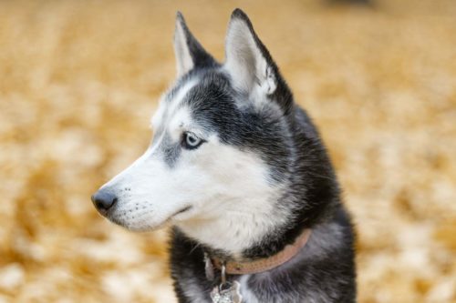 conseils détecter dysplasie hanche husky