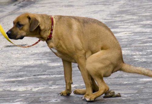 à quelle fréquence un chien fait il caca par jour