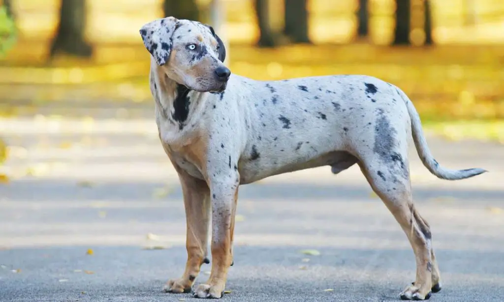 bulldog catahoula