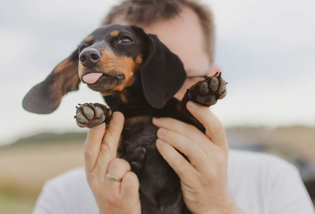 combien coute un chiot de 1 à 6 mois