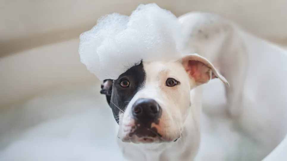 À quelle fréquence vous devez donner un bain à votre chien - l'avis des experts