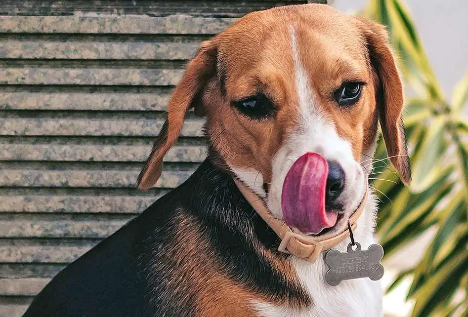 pourquoi le chien leche t il quelque chose d'imaginaire