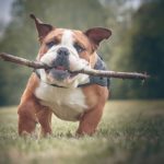 Races de chiens - Le Bouledogue : origine, caractère, santé