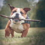 Bouledogue : origine, caractère, santé. Tout savoir sur ce costaud sympathique.