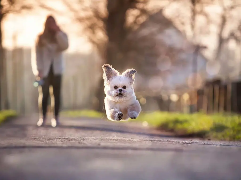 prix d'un chien au quotidien