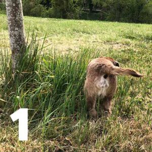 Pourquoi les chiens grattent-ils le sol après avoir uriné 