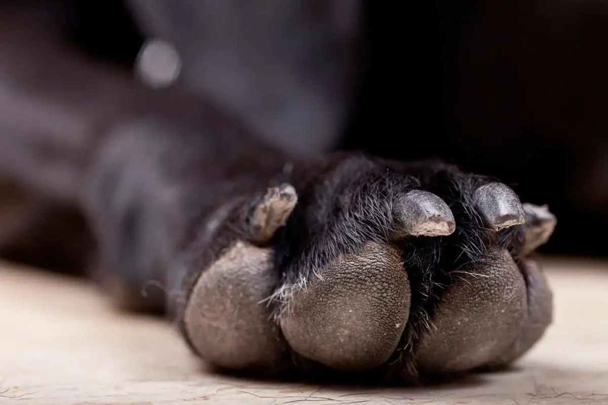 comment traiter la Pododermatite du chien