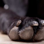 Pododermatite du chien : Comment traiter naturellement