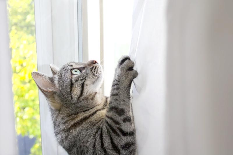 chat qui fait ses griffes sur la tapisserie comment réagir