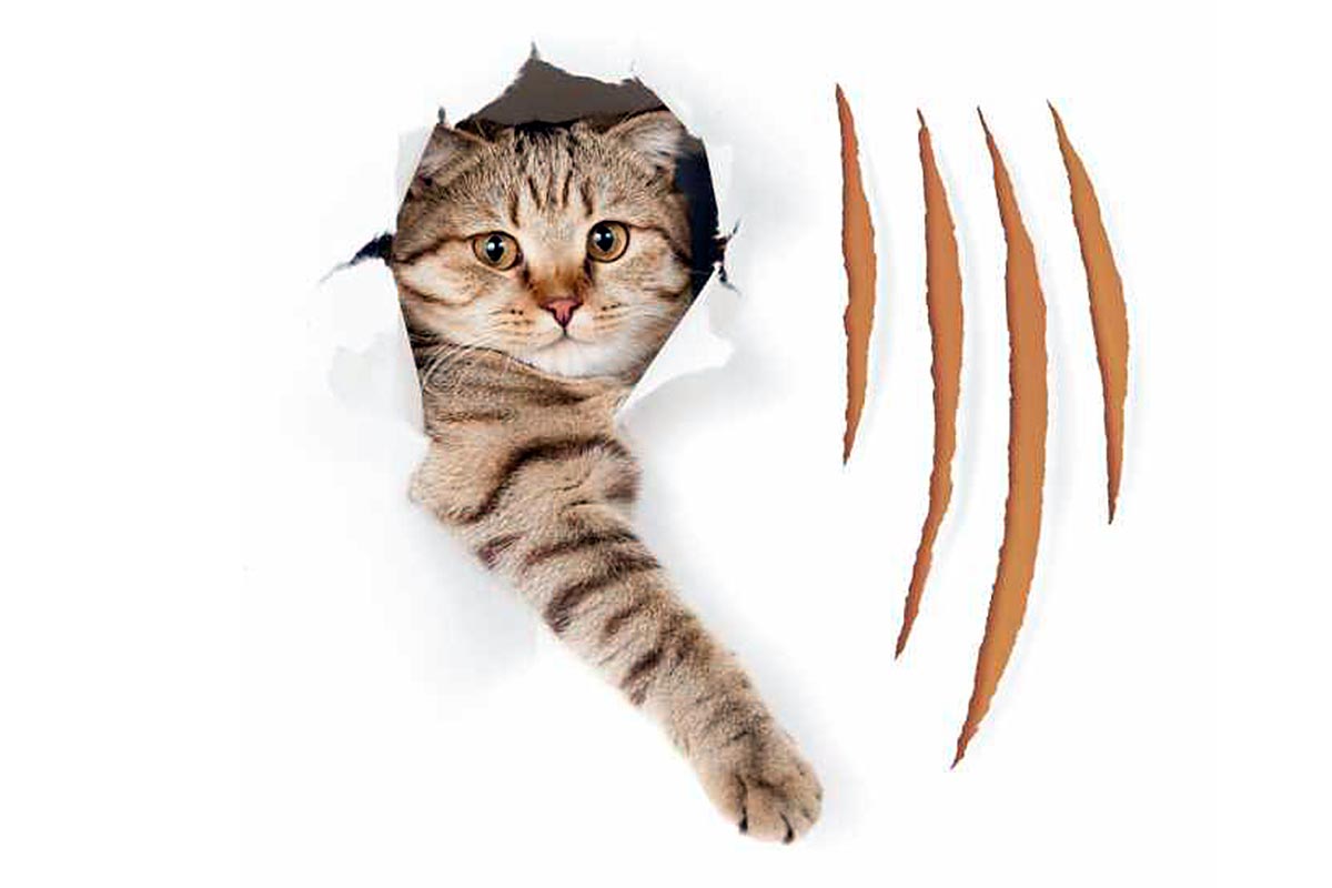 Chats Comment Empecher Un Chat De Dechirer Le Papier Peint Remedes Naturels Pour Animaux