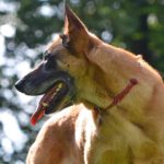 Races de Chiens : Le malinois est un chien de berger belge. Caractère, santé, choix