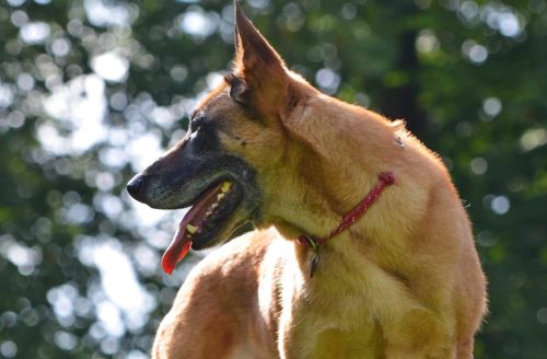 race de chien de berger malinois : caractère, santé, éducation, choix