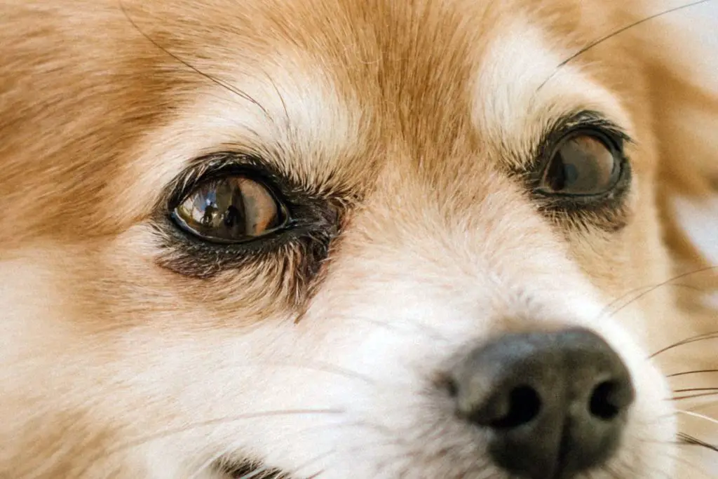 Écoulement oculaire canin Que faire quand son chien à les yeux qui coulent Remèdes Naturels