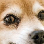 Écoulement oculaire canin : Que faire quand son chien à les yeux qui coulent