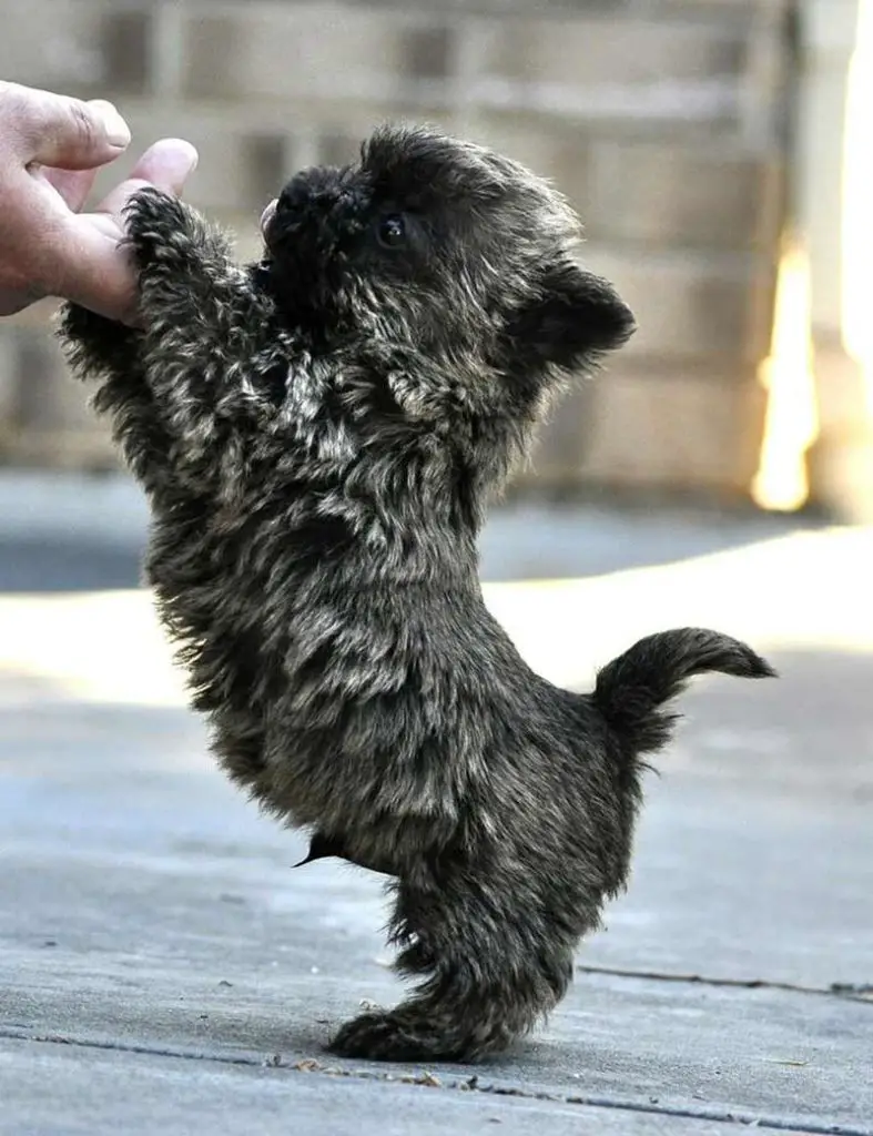 comment choisir un cairn terrier