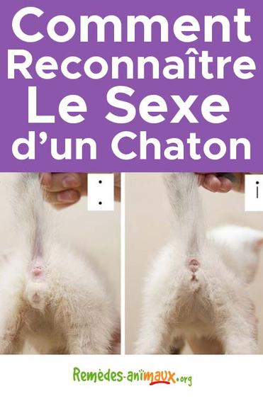 Chaton Male Ou Femelle Comment Distinguer Le Sexe Des Chats Remedes Naturels Pour Animaux