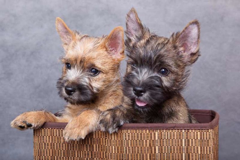 Dans Quel Pays Peut On Couper Les Oreilles Des Chiens Races de chiens - Cairn Terrier : Origine, caractère, santé | Remèdes