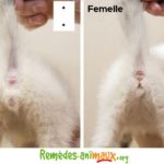 Chaton mâle ou femelle ? Comment distinguer le sexe des chats