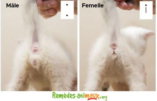 déterminer le sexe des chats