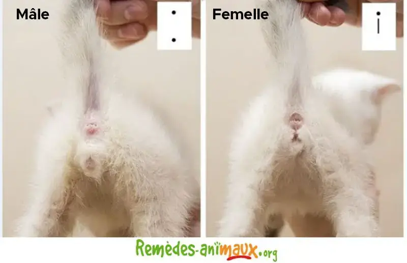 Chaton Male Ou Femelle Comment Distinguer Le Sexe Des Chats Remedes Naturels Pour Animaux